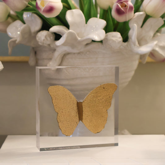 Single Butterfly on Acrylic